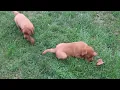 Fox Red Labrador Retriever Puppies For Sale