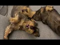 When Dachshunds Feel Really Happy