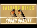 Download Lagu Talking Birds: Sound Quality