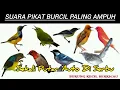 Lagu Pikat Burcil Ribut Paling Ampuh 100% AUTO DI SERBU