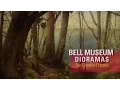 Bell Museum Dioramas The Creative Process