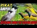 Lagu suara pikat KUTILANG RIBUT VS SOGON RIBUT Terbukti ampuh || suara pikat burcil ribut paling ampuh