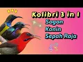 Download Lagu PANCINGAN SOGON/KONIN/ SEPAH RAJA (3 in 1) AMPUH UNTUK MEMIKAT #sogon #konin #sepahraja
