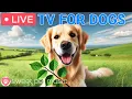 24 Hours of Dog TV Calming Music for Dog Sleep Soothing Music for Dogs with Stress and Anxiety