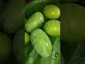 Download Lagu 🥭 mango cutting #villagelife #shortsfeed #trending #shorts