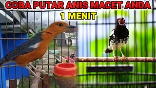 Download Pancingan ANIS KEMBANG dan ANIS MERAH ngecis,nratak,ngeplong cocok untuk menaikkan BIRAHI MP3