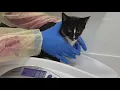 Animals from closed NC shelter moved to Norfolk SPCA
