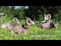 Best Of Glacier Tour