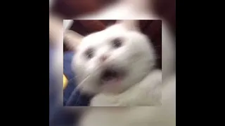 Can T Remember To Forget You Shakira Sped Up 