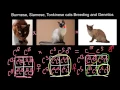 Burmese Siamese Tonkinese cats Breeding and Genetics