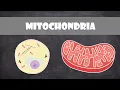 Mitochondria Structure Function Cell Biology