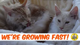 Our Maine Coon Kittens Growing Up from 3 to 6 months