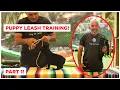 How To Leash Train Your Puppy Dog Tips
