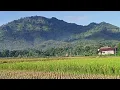 Download Lagu waarom huil je toch nona manis(Keroncong)- Netty