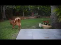 Never travel without trying this simple pet hack