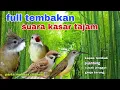 Download Lagu Masteran Full Isian Tembakan Kasar || Kapas tembak, Pijantung pisang, Cucak jenggot, Gereja tarung