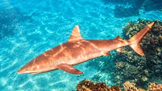 Underwater ASMR 4H 🦈 Real Ocean Sounds | Reef Sharks Hunting & Tropical Fish (No Music) Headset on 🎧