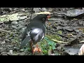 Download Lagu Slaty-backed Nightingale-Thrush, Birds of Costa Rica