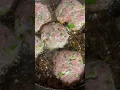Download Lagu Middle Eastern Kebab Recipe in the description