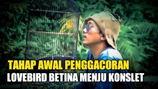 Download TAHAP AWAL PENGGACORAN LOVEBIRD BETINA MENJU KONSLET MP3