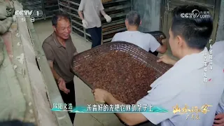 [山水间的家第五季]慢火才能产出高质量的春砂仁 | CCTV