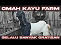 Lagu INTIP MATERI TERBARU DAN KANDANG BARU NYA OMAH KAYU FARM 