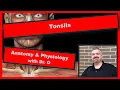 The Tonsils Anatomy and Physiology