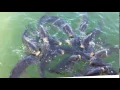 Feeding the Carp at Kinzua Resivor