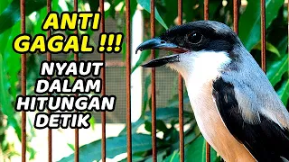 Download CENDET GACOR DOR FULL ISIAN COCOK UNTUK PANCINGAN \u0026 MASTERAN CENDET APAPUN - PENTET GACOR DOR MP3