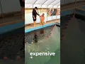 Download Lagu De gemakkelijkste manier om Japanse koi uit een visvijver te vangen 🐠