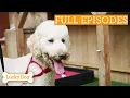 Download Lagu Abandoned Poodle Helps Anxious Teen Find Her Confidence | Lucky Dog Double Episode