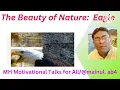 Beauty of Eagle The king of the sky Eagles facts