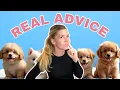 How To Become A Dog Groomer Training Salary Real Career Insight