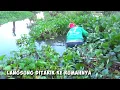 Download Lagu LELAH TAPI KLIMAKS.. Mancing dihajar ikan mas bergantian