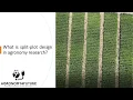 What is split-plot design in agronomy research