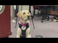 Meet Lake County s newest cyber crimes K9 investigator