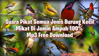 Download SUARA PIKAT SEMUA JENIS BURUNG KECIL MP3 Terbaru 2021 DIJAMIN AMPUH 100% - SUARA SERING KAMI GUNAKAN MP3