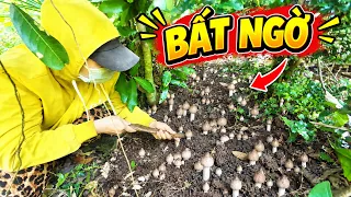 BẤT NGỜ! Phát Hiện Ổ Nấm Mối Mọc Dưới Những Bụi Cây Trong Rừng