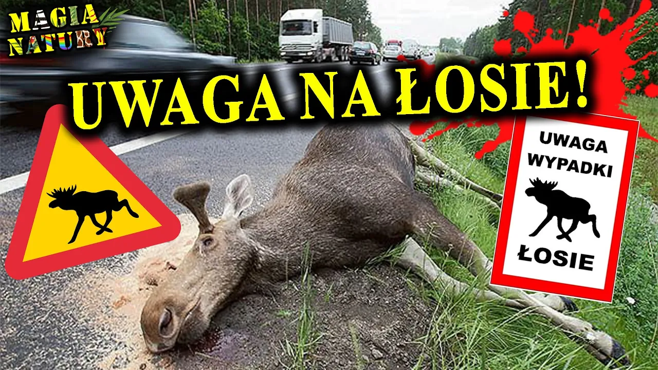 Najgroźniejsze Zwierzę na Drodze! - ŁOŚ - Skąd te Kolizje?