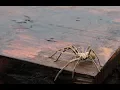 Rainspider special - Palystes sp in the wild
