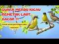 Lagu Suara Burung Remetuk Laut Gacor || Cocok Untuk Pancingan Atau Masteran