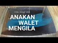 Download Lagu Anak Walet 2020 Walet Muda Terpikat Suara Ini...