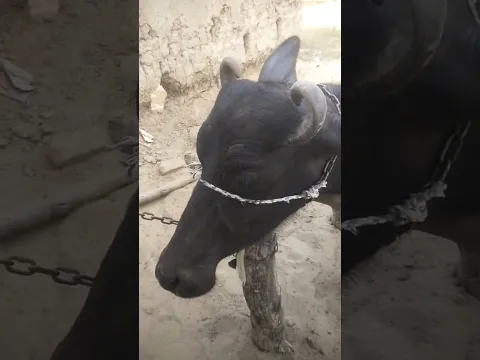 #Bugfalo_BuLL #wildlofe #wolfdog #wild_anmall #gorkhana #best_mura_buffalo #best_meitng #jhota #cow