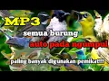 Download Lagu Suara pikat semua jenis burung//mp3 paling jitu dan banyak pemikat menggunakan suara ini!!