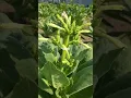 BUNGA TANAMAN TEMBAKAU ‼️ Nicotiana tabacum #tembakau #bako #nicotianatabacum #nicotiana