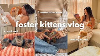 I fostered a litter of 7-week old kittens