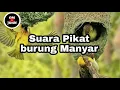 Download Lagu Suara Pikat dan Memancing Burung Manyar terbaru