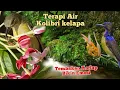Download Lagu tembakan Kolibri kelapa dengan terapi air