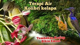 tembakan kolibri kelapa dengan terapi air