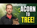 Grow Your Own Oak Tree From a Single Acorn